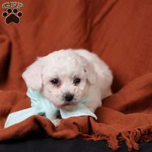 Jasper, Bichon Frise Puppy